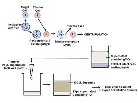 Method for determining the killing potential of CAR-T cells in vitro