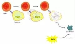 Method for determining the killing potential of CAR-T cells in vitro