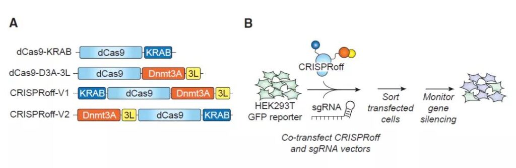 Cell: CRISPR uses epigenetics to manipulate gene expressio to treat Alzheimer