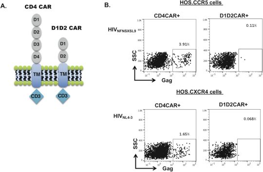 The 2nd generation of CD4CAR-T cells can fight HIV more effectively