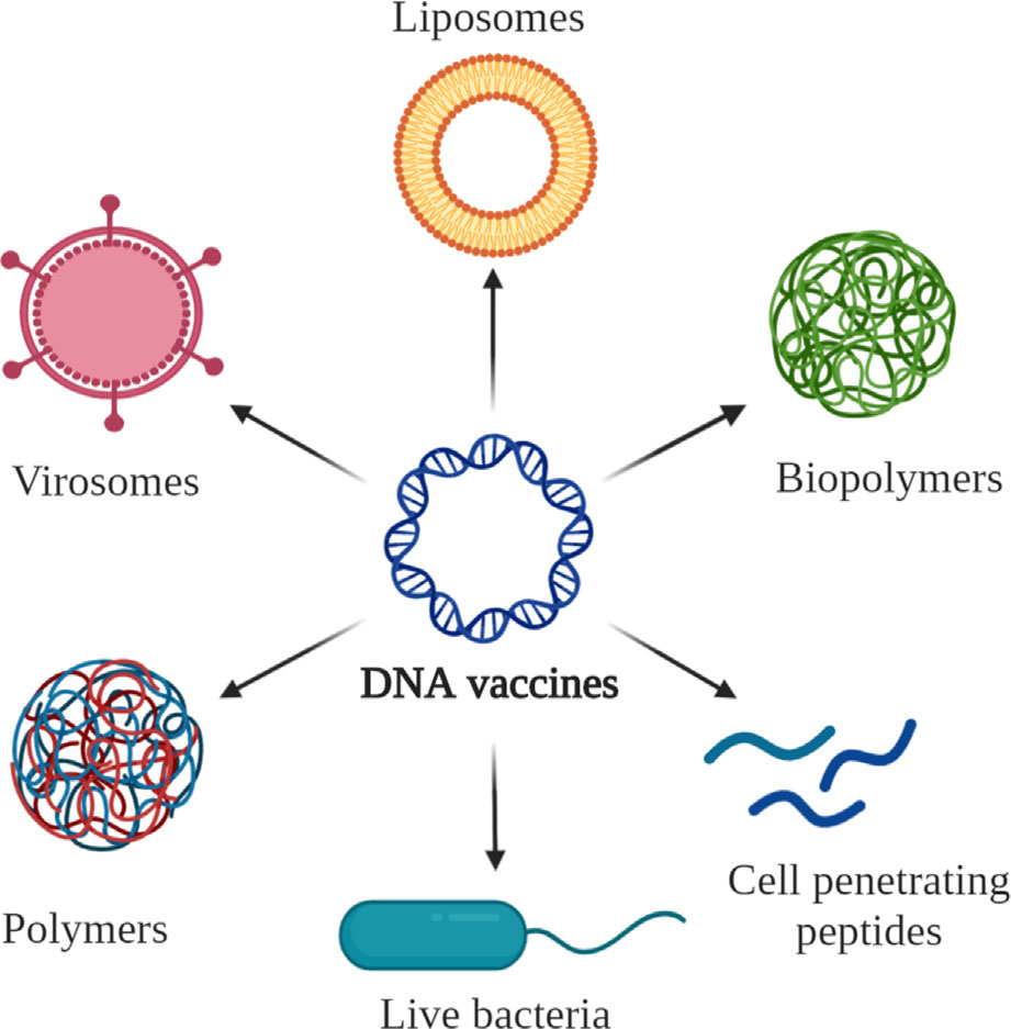 Will DNA vaccines come soon with mRNA vaccines?