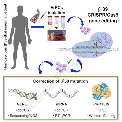 CRISPR-Cas9 gene editing technology can be used to treat thalassemia
