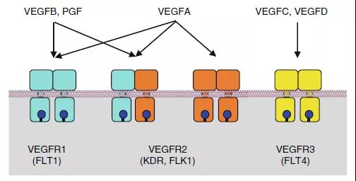 2nd Part: Growth factors and receptor tyrosine kinases (RTKs)