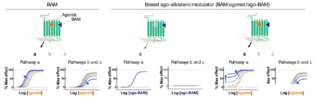 Development of Allosteric Regulators of GPCR Bias Signal