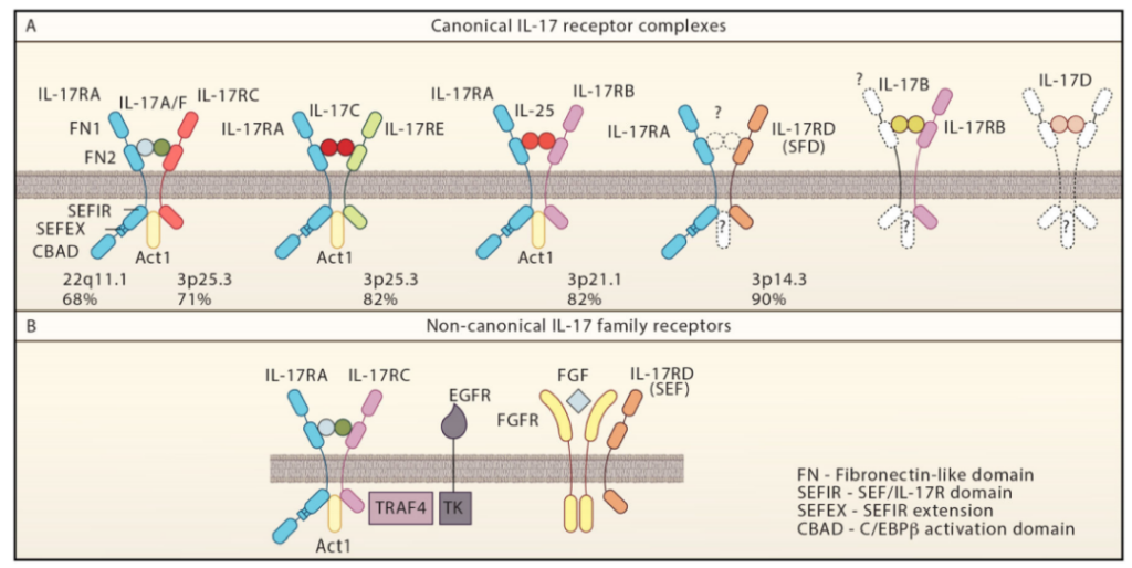 Self-immune "star" target IL-17: from discovery to targeted therapy