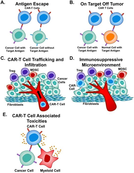 Nature : Current Limitations and Potential Strategies of CAR-T Cell Therapy