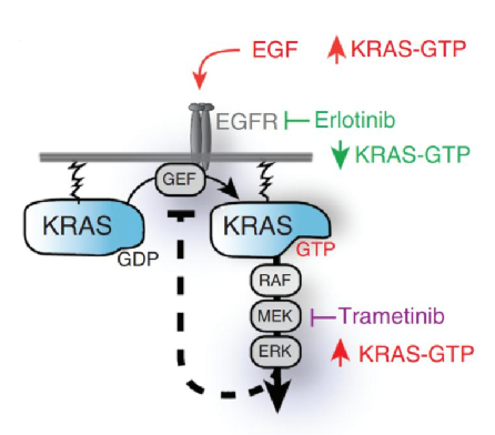 The mechanism of action of the KRAS target