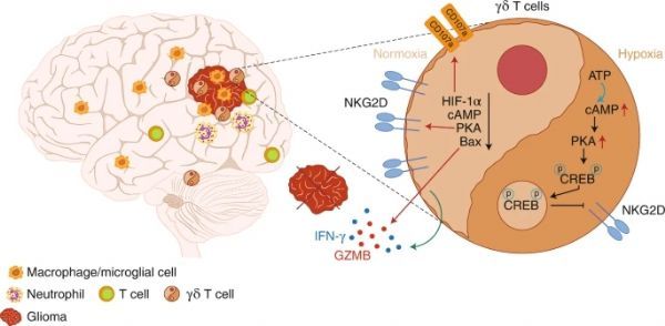 Nature: Anti-tumor γδ T cells need oxygen to function