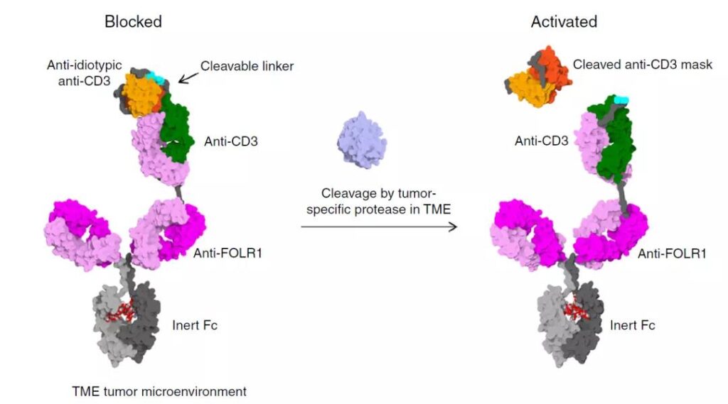Bispecific antibodies: on-target off-tumor Toxicity and Overcoming strategies