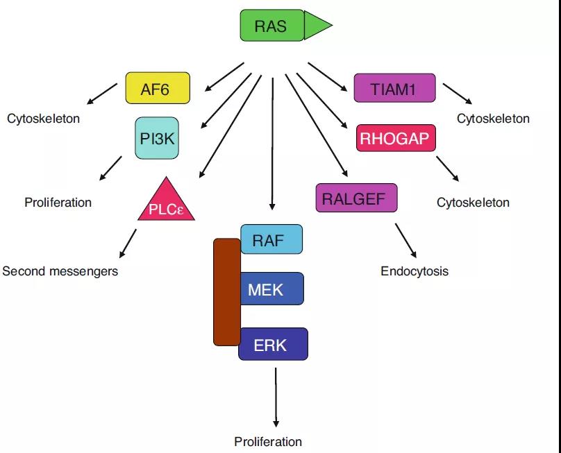 MAPK signaling pathway