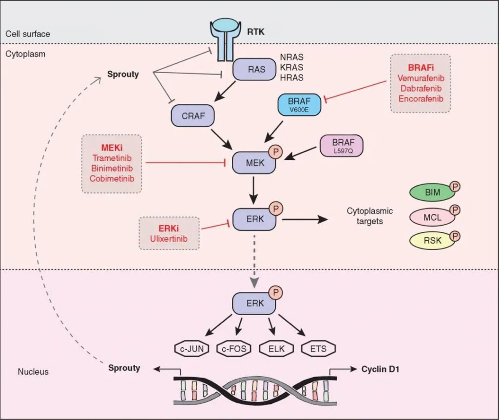 MAPK signaling pathway