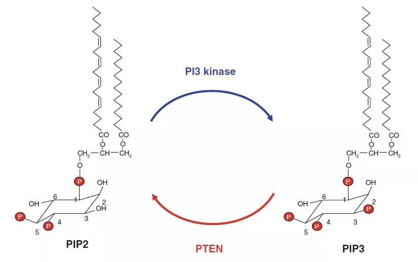 PI3K-AKT pathway