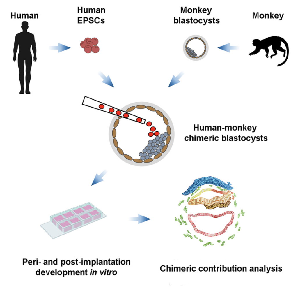 Cell blockbuster: Human-monkey "hybridization" embryos survived for nearly 20 days