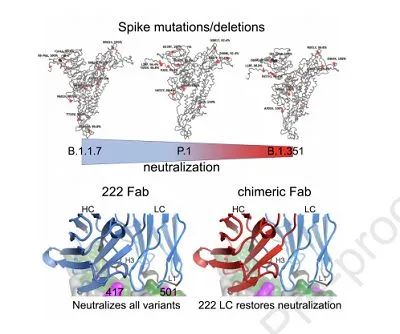 Potential threats of SARS-CoV-2 mutant strains and development strategies