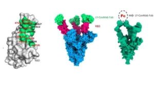 Cell: The spatial structure of SARS-CoV-2 virus neutralizing antibodies.