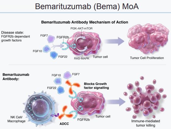 FDA granted Amgen’s FGFR2b targeted monoclonal antibody bemarituzumab breakthrough drug designation
