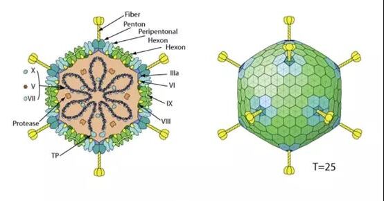 The structure and function of adenovirus core protein