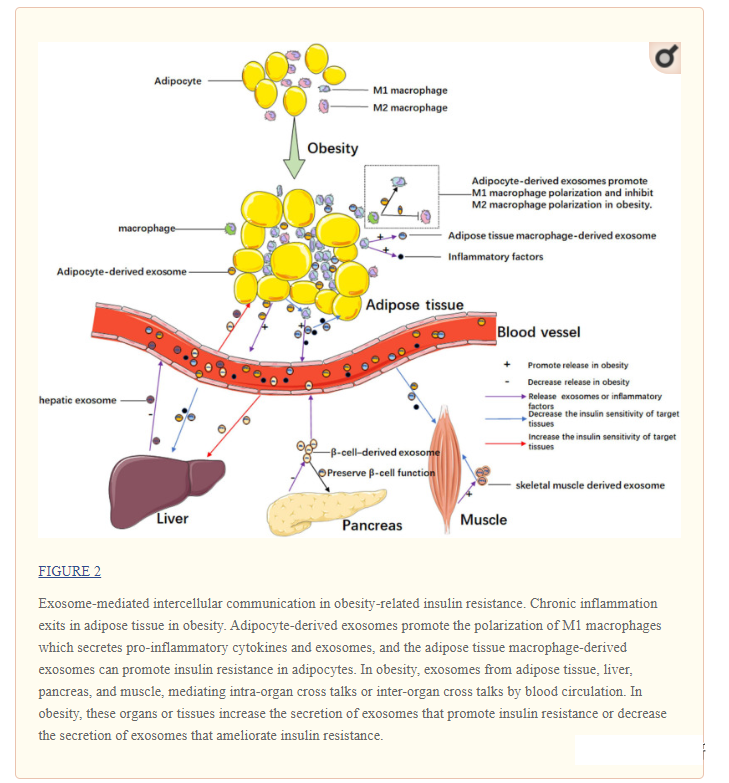 Exosomes and obesity-related insulin resistance