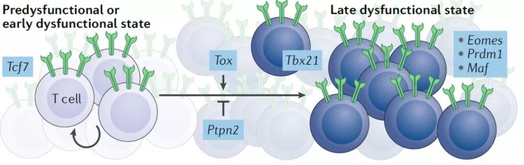 Tumor CD8+ T cell dysfunction-driving factors, regulation, markers, repair
