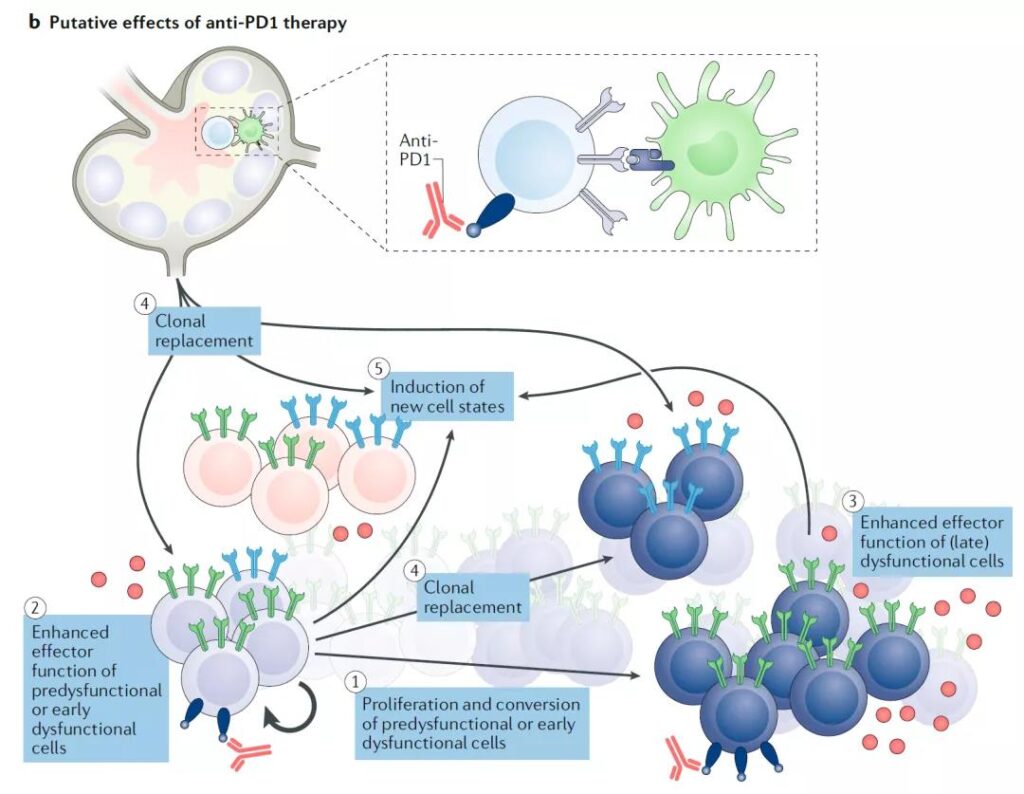 Tumor CD8+ T cell dysfunction-driving factors, regulation, markers, repair