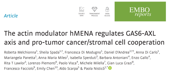 Actin modulator hMENA promotes cancer cell/stromal cell cooperation