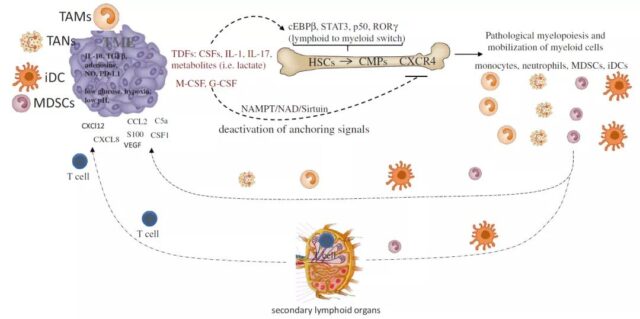 Cancer-driven myeloid cell dysfunction