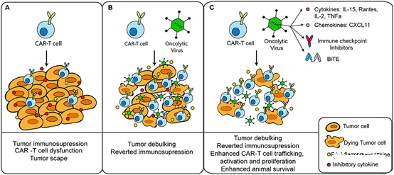 CAR-T cells and oncolytic viruses jointly treat solid tumors