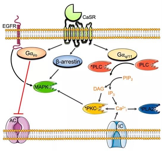 Development of allosteric drugs targeting calcium-sensitive receptors