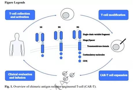 The use of CAR-T cells in the treatment of liver cancer