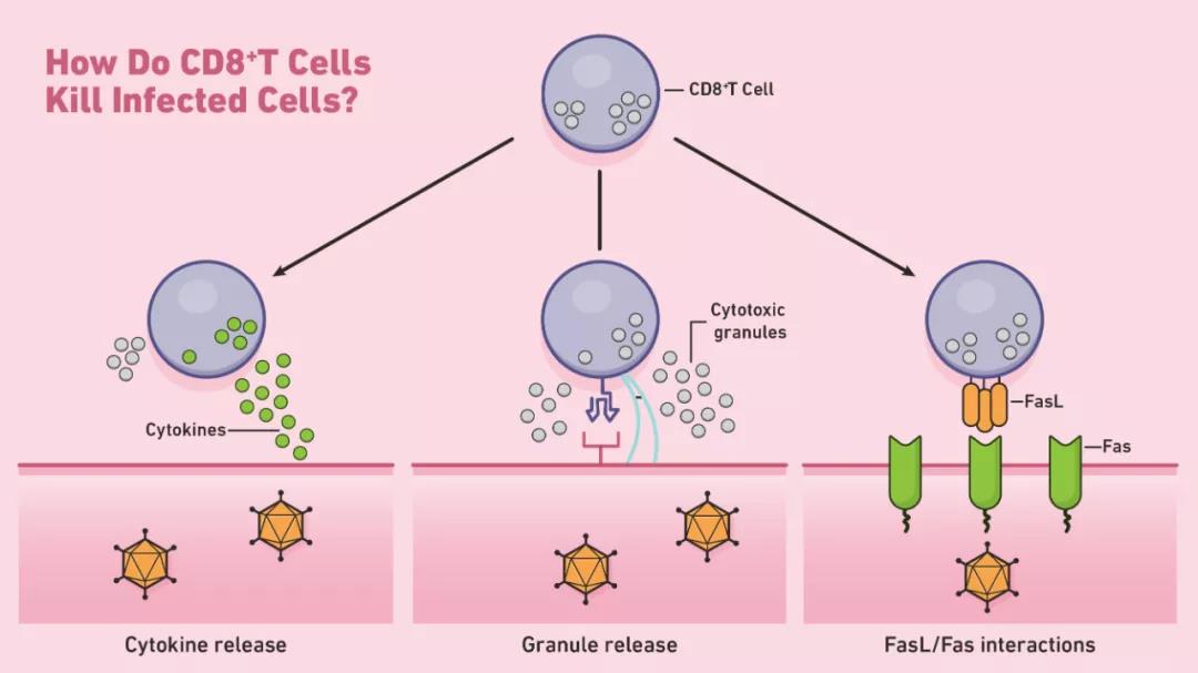 What's CD8+T cells and related functions?