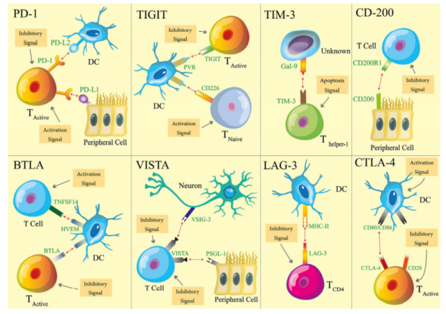 Immune checkpoints and autoimmune diseases