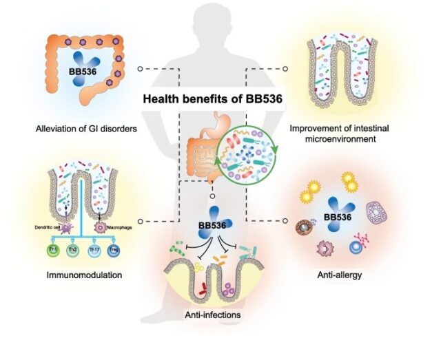 The mechanism of  Bifidobacterium longum to prevent intestinal diseases