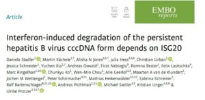 Interferon degrades HBV cccDNA: depends on ISG20