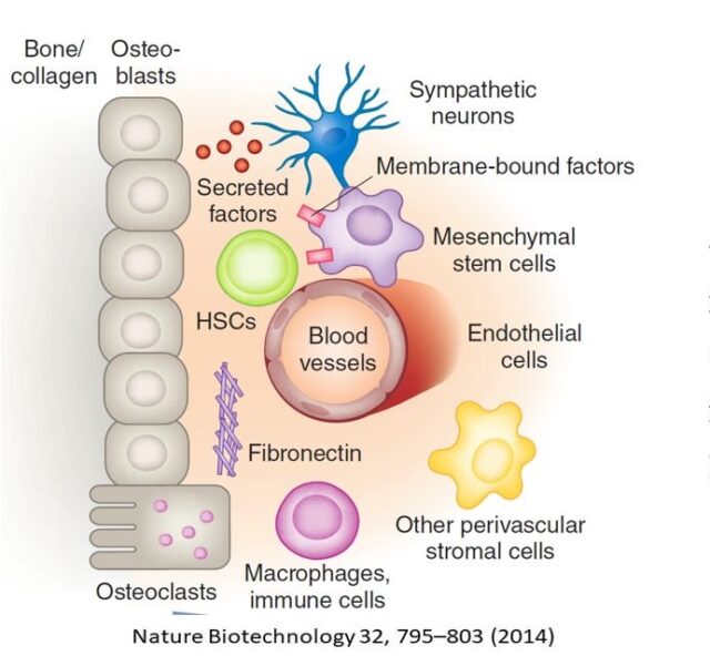​How do stem cells promote tissue repair and regeneration?