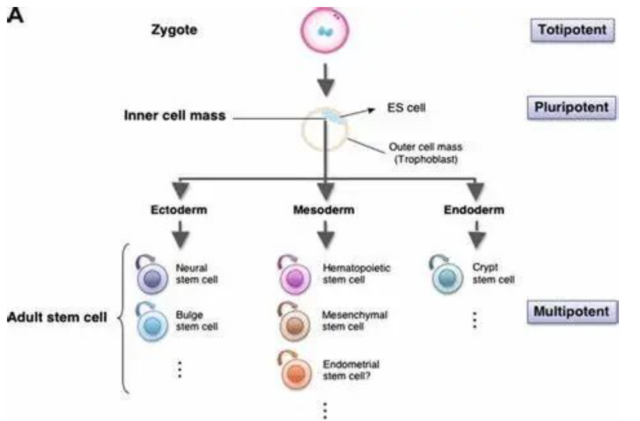 ​How do stem cells promote tissue repair and regeneration?