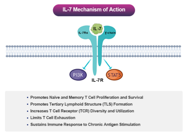 The initial clinical efficacy of IL7 fusion protein