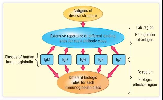 Immunology -Chapter 4: Antigen and Antibody Structure
