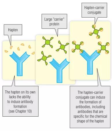Immunology -Chapter 4: Antigen and Antibody Structure