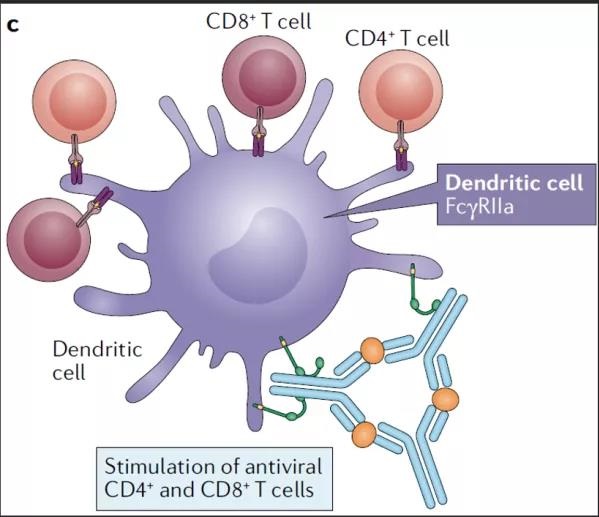 Antibody-dependent enhancement (ADE) immunological basis