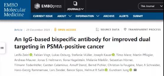 IgG-based bispecific antibodies treat PSMA-positive tumors