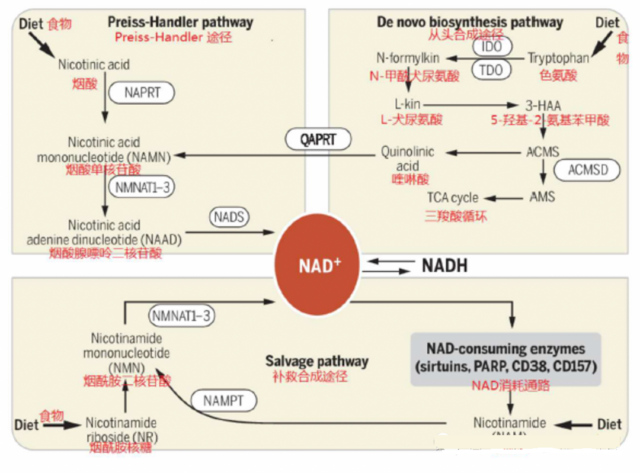 "Longevity factor" NMN: The metabolic mechanism and hidden dangers