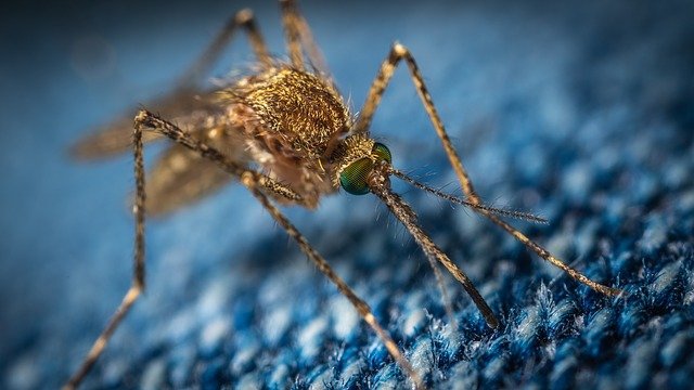 1 billion gene-edited mosquitoes take off in United States
