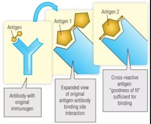 cross reactivity antibody
