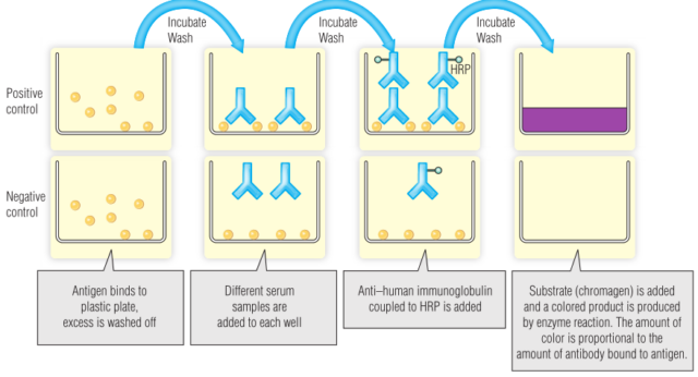 Immunology-Chapter 5: Antibody-Antigen Interaction