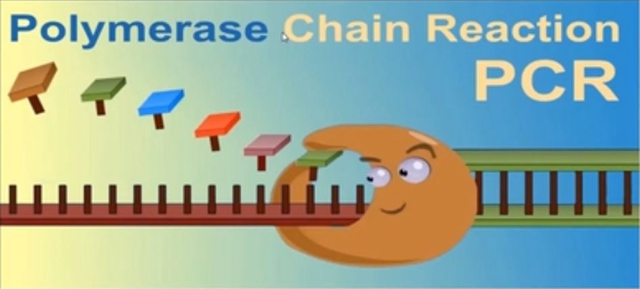 What is the role of  "enzymes" for Polymerase chain reaction (PCR)?