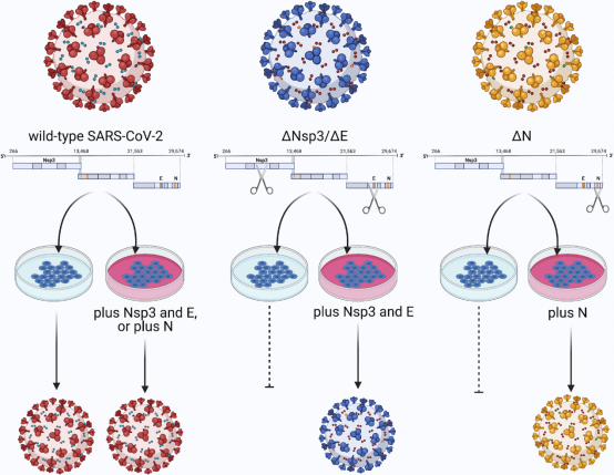 PLOS Pathogens Review: Coronavirus "Trans-Complementation" System