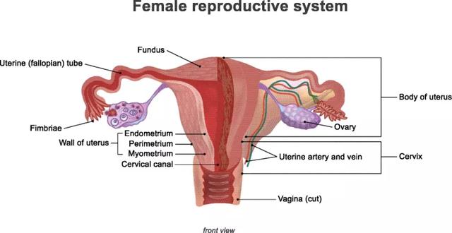Stem cells from different sources to treat premature ovarian failure