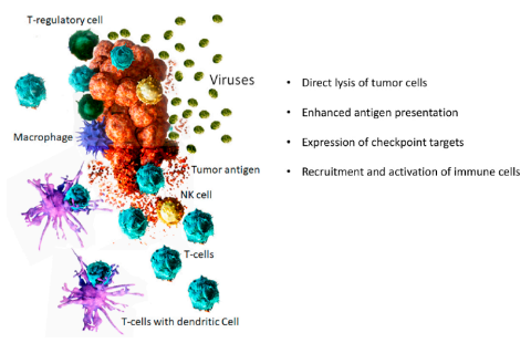 Collection: FDA oncolytic virus product clinical research summary