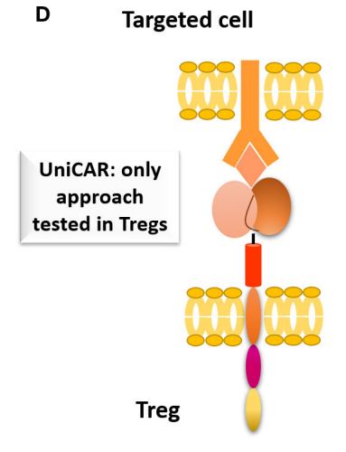 Immunotherapy: What's Treg source and mechanism?