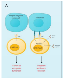 Combination of oncolytic virus and CAR T cell therapy